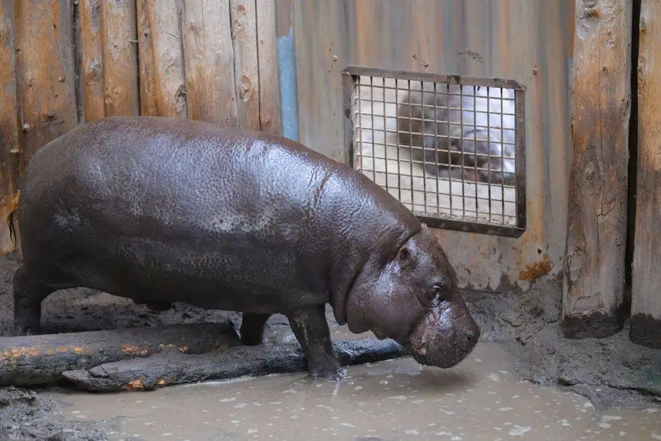 Pygmy hippopotamus standing in muddy zoo enclosure with wooden walls.